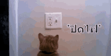 ปิดไฟ ดับไฟ แมว GIF - Turn Off The Light Turn The Light Off Cat GIFs
