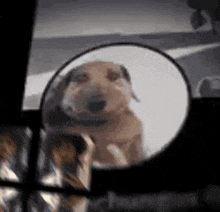 a dog is reflected in a rear view mirror in a car