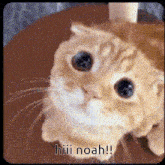 a close up of a cat with the words hiii noah on the bottom