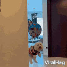 Floating Dog Viralhog GIF - Floating Dog Viralhog Happy Birthday GIFs