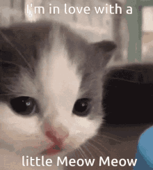 Meow Meow Meow Lil Meow Meow GIF - Meow Meow Meow Meow Meow Lil Meow Meow GIFs