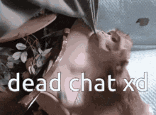 Dead Chat Dead Chat Xd GIF - Dead Chat Dead Chat Xd Monkey GIFs