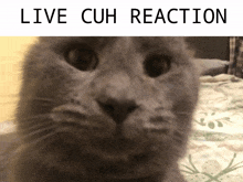 Cuh Reaction Arnold Cuh GIF - Cuh Reaction Arnold Cuh Cuh Cat GIFs