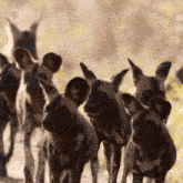 a herd of african wild dogs walking down a dirt road