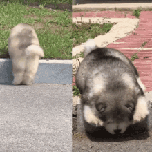 Dog Cant Get Up GIF - Dog Cant Get Up Stuck GIFs