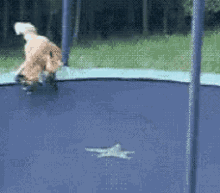 Foxes Trampoline GIF - Foxes Trampoline GIFs