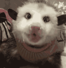 Possum Cute GIF - Possum Cute Pet GIFs