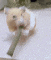 a hamster is chewing on a green stick