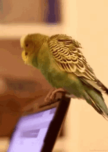 Bird Dancing GIF - Bird Dancing Pets GIFs