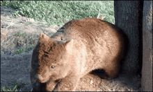 Cute Wombat GIF - Cute Wombat Scratch Butt GIFs