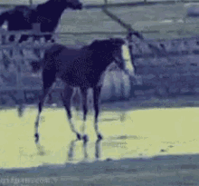 Horse Slippery GIF - Horse Slippery Oops GIFs
