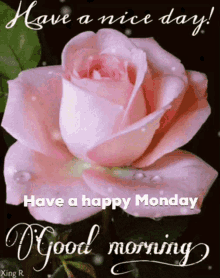 monday happy monday good morning rose butterfly