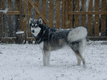 Malamute Snow GIF - Malamute Snow Dog GIFs