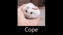 Cope Hampter GIF