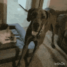 Great Dane And Puppy Puppy Vs Dog GIF - Great Dane And Puppy Great Dane Puppy Vs Dog GIFs