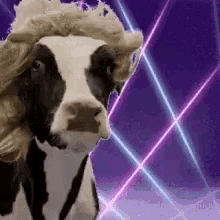 Cow Wig GIF - Cow Wig Funny GIFs
