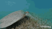 sea turtle viralhog swim seagrass under the sea