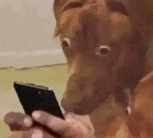 a dog is looking at a cell phone in a person 's hand .