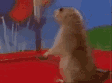 Esquilo GIF - Esquilo GIFs