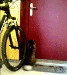 Feline Intelligence GIF - Smart Cat Cats Open The Door GIFs