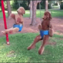 Dogs Swinging GIF - Dogs Swinging Creepy GIFs
