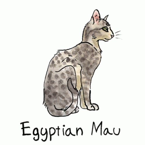 Cats Cat Breeds Sticker - Cats Cat Breeds Egyptian Mau - Discover ...