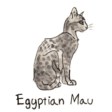 cats cat breeds egyptian mau cat art