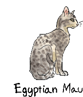 Cats Cat Breeds Sticker - Cats Cat Breeds Egyptian Mau Stickers