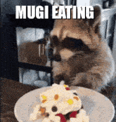 Mugi Raccoon Mugi Eating GIF