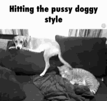 doggie style funny animals tail hit