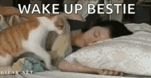 Goodmorning Pet GIF - Goodmorning Pet Cat GIFs