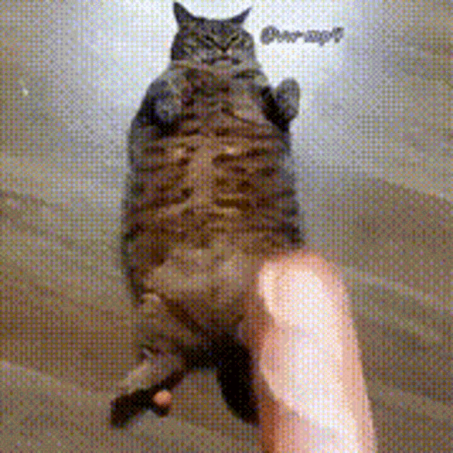 Baguette Cat GIF Baguette Cat Discover Share GIFs