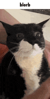 a black and white cat is being held in someone 's arms and looking at the camera .