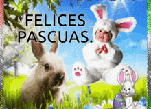 a picture of a baby dressed as a bunny with the words felices pascuas on the bottom
