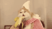 Cat Banana GIF - Cat Banana Eating GIFs