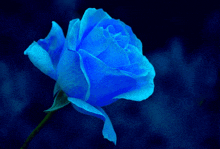 Blue Rose GIF - Blue Rose GIFs