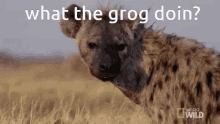 Grog GIF - Grog GIFs