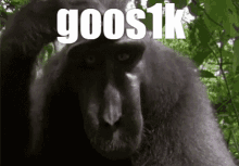 Goos1k гусик GIF - Goos1k гусик GIFs