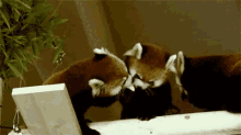 Red Panda Stealing Food GIF - Red Panda Stealing Food GIFs
