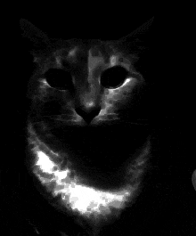 a black and white photo of a cat 's face