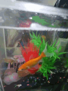 goldfish aquarium