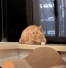 a cat is sitting on a window sill looking out a window .