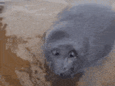 a seal is laying on a sandy beach looking at the camera