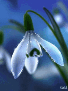 Weeping Flower GIF