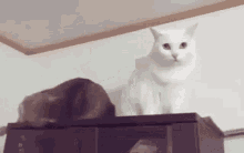 Gato Cat GIF - Gato Cat Love At First Sight GIFs