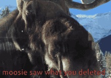 Moosie Saw What You Deleted GIF - Moosie Saw What You Deleted GIFs