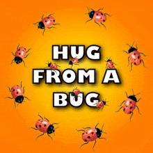 Hug From A Bug Bug Hug GIF - Hug From A Bug Bug Hug Ladybug GIFs