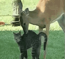 Friends GIF - Deer Kiss Cat GIFs