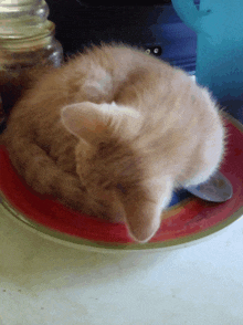 Cat Ate My Food GIF - Cat Ate My Food GIFs