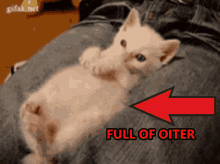 Dink My Oiter Cat Yawning GIF - Dink My Oiter Cat Yawning Oiter GIFs